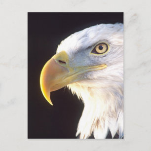 Carte Postale Portrait d'Eagle chauve, leucocephalus de