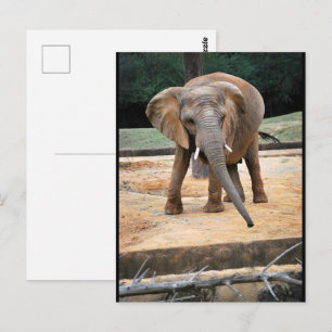 Carte Postale Portrait d'éléphant d'Afrique