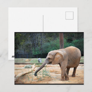 Carte Postale Portrait d'éléphant d'Afrique dans un parc