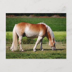 Carte Postale Portrait d'Horse