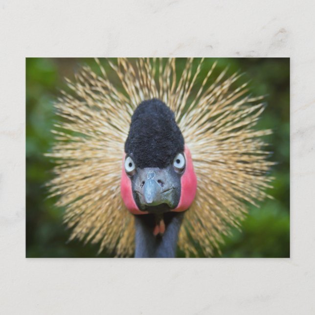 Carte Postale Portrait d'oiseau de grue (Devant)