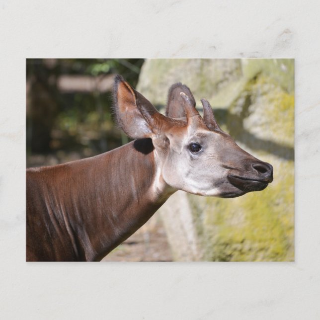 Carte Postale Portrait d'okapi (Devant)