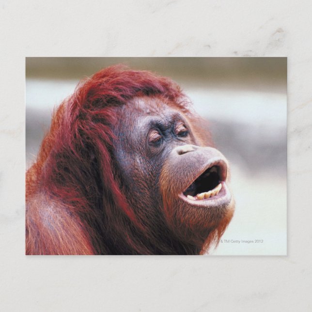 Carte Postale Portrait d'orangoutan (Devant)