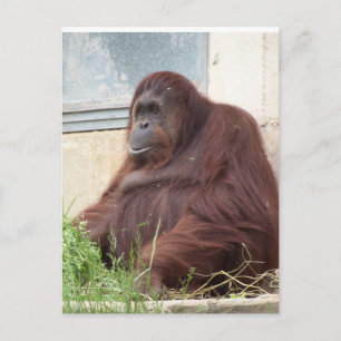 Carte Postale Portrait d'Orangoutan