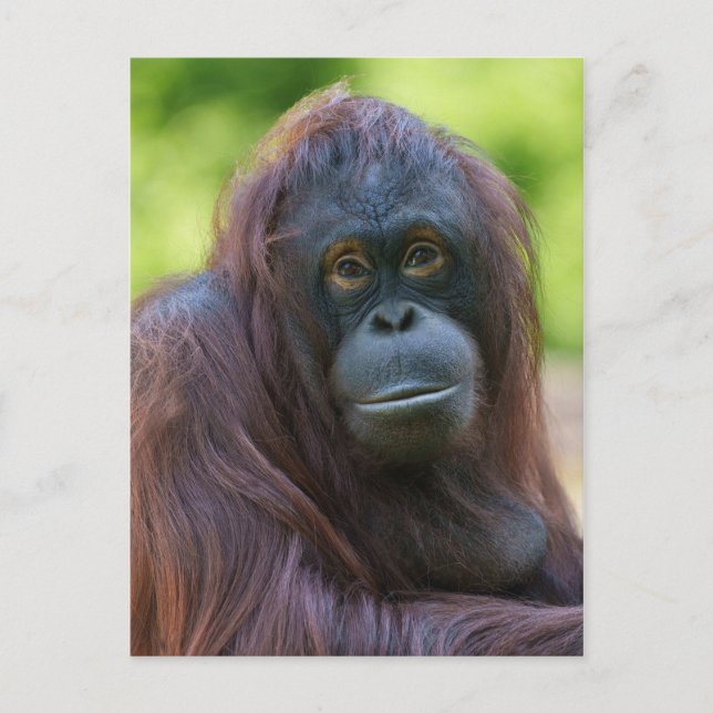 Carte Postale Portrait d'Orangoutan à âme (Devant)