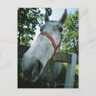 Carte Postale Portrait du cheval