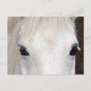 Carte Postale Portrait du cheval blanc