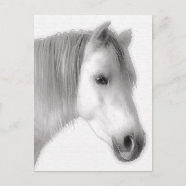 Carte Postale Portrait du cheval blanc d'Arabie (Devant)