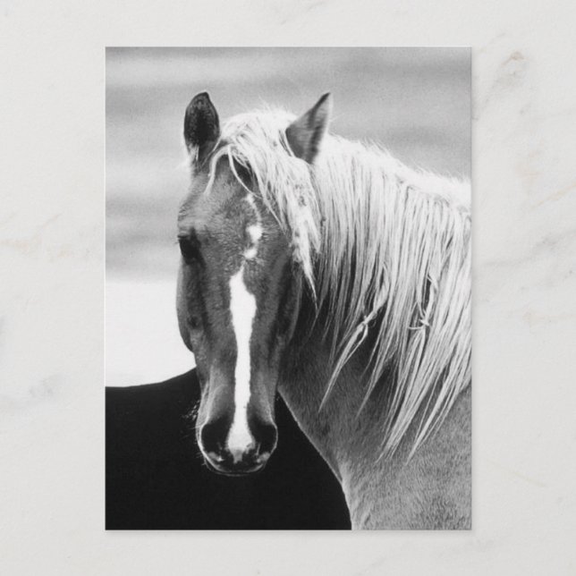 Carte Postale Portrait du cheval BW (Devant)