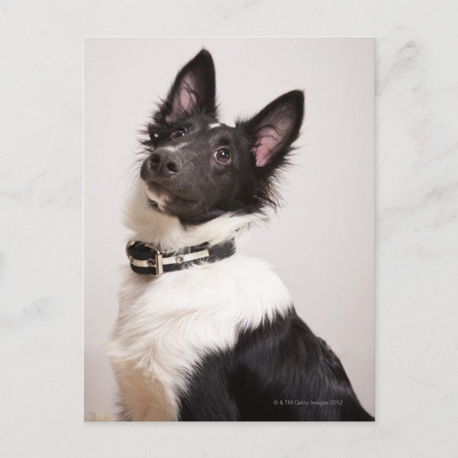 Carte Postale Portrait du chien blanc et noir des schistes (Devant)