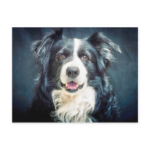 Portrait du chien de collie frontière