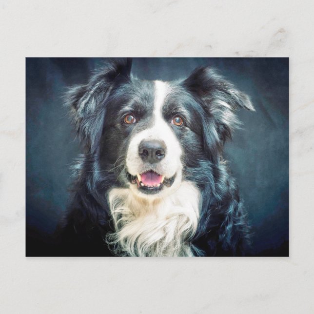 Carte Postale Portrait du chien de collie frontière (Devant)