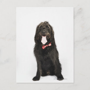 Carte Postale Portrait du chien de Labradoodle