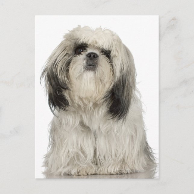 Carte Postale Portrait du chiot tibétain Terrier (Devant)