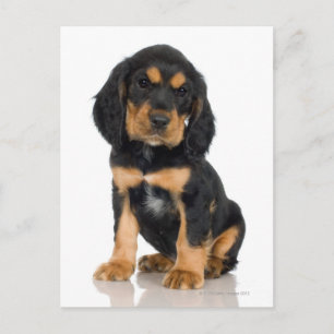 Carte Postale Portrait du studio du chiot Rottweiler