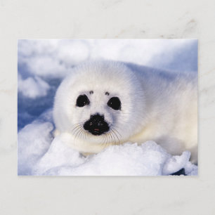 Carte Postale Portrait d'un bébé phoque commun