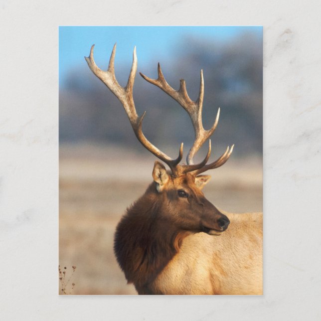 Carte Postale Portrait d'un bull (Devant)