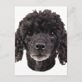 Carte Postale Portrait d'un caniche noir