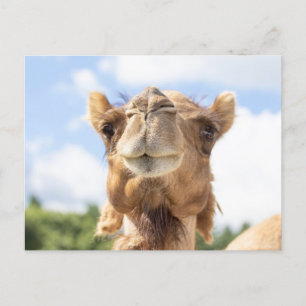 Carte Postale Portrait d'un chameau