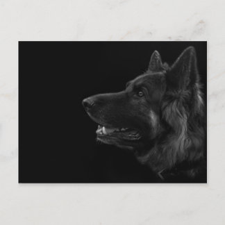 Carte Postale Portrait d'un chien berger allemand