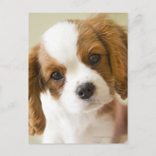 Carte Postale Portrait d'un chiot du roi Charles d'Espagne