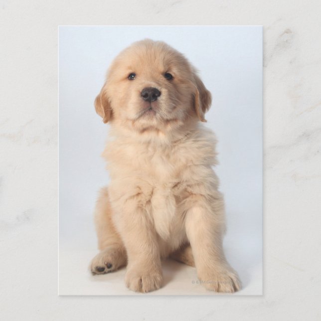 Carte Postale Portrait d'un chiot récupérateur d'or de six semai (Devant)