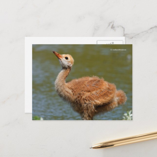Carte Postale Portrait d'un Colt de grue de Sandhill (Devant/Arrière en situation)