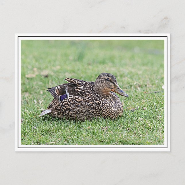 Carte Postale Portrait d'un colvert féminin (Devant)