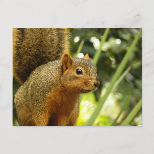 Carte Postale Portrait d'un écureuil Nature Animal Photographie (Devant)
