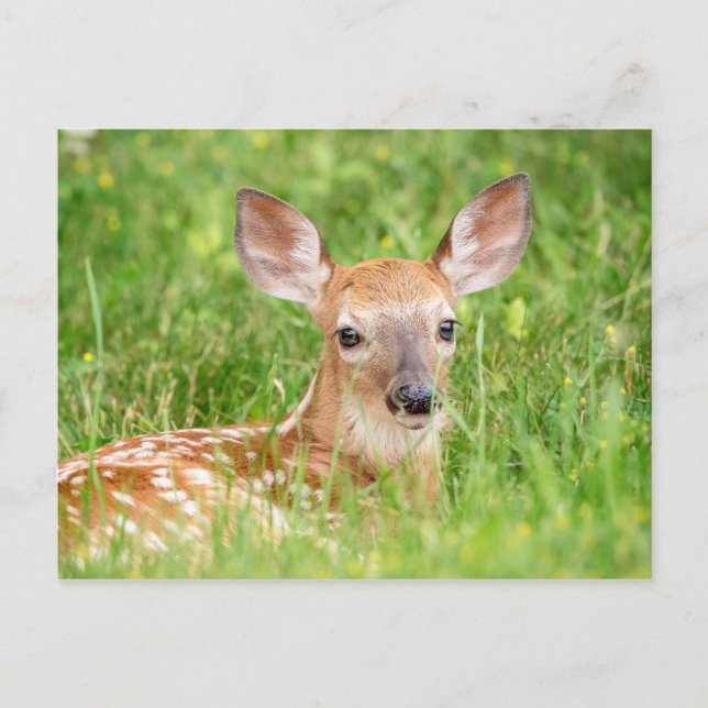 Carte Postale Portrait d'un faon (cerf de Virginie) (Devant)