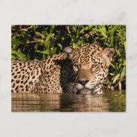Portrait d'un jaguar nageant