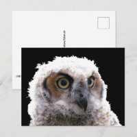 Carte postale - Portrait d'un jeune hibou