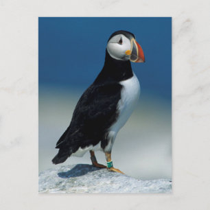 Carte Postale Portrait d'un Puffin de l'Atlantique