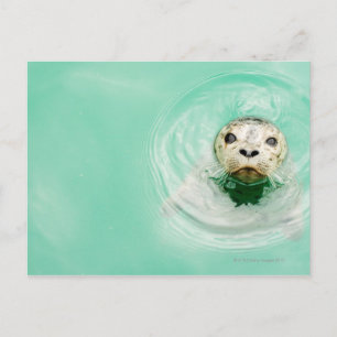 Carte Postale Portrait d'un sceau dans l'eau