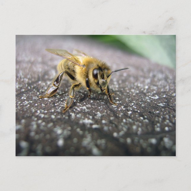 Carte Postale Portrait d'une abeille de miel (Devant)