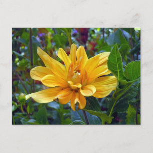 Carte Postale Portrait d'une Dahlia