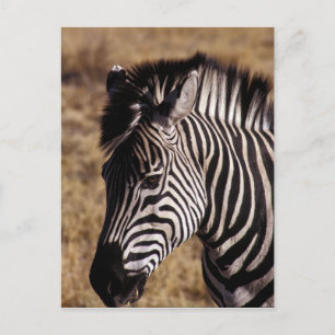 Carte Postale Portrait d'une Zèbre - Zimbabwe