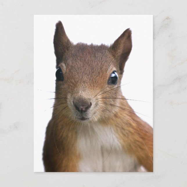 Carte postale Portrait écureuil (Devant)