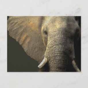 Carte Postale Portrait éléphant