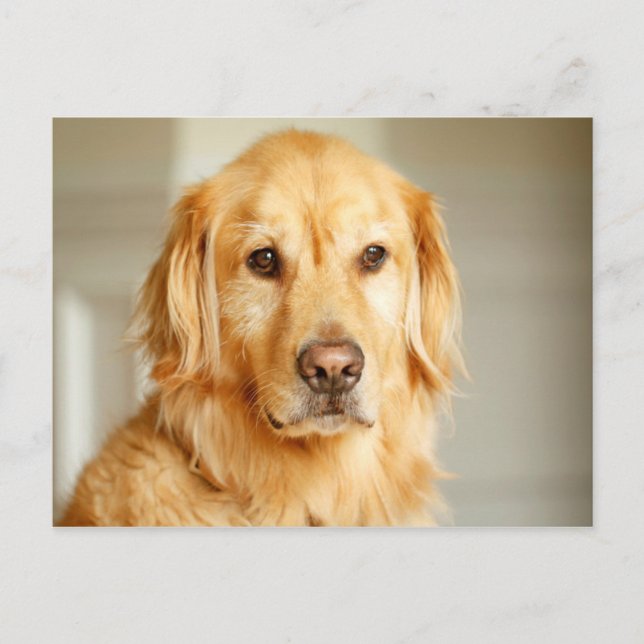 Carte Postale Portrait Golden Retriever (Devant)