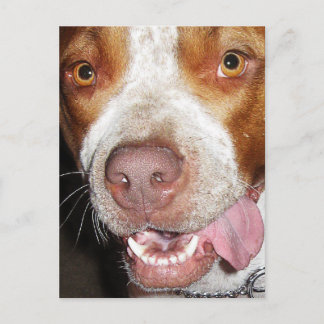 Carte Postale Portrait idiot de Pitbull