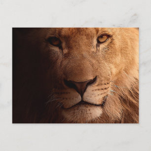Carte Postale Portrait Lion