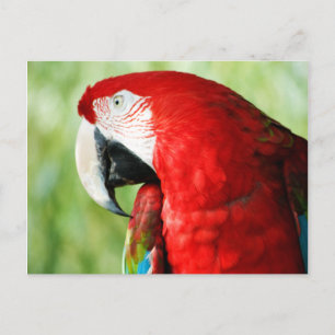 Carte Postale Portrait Macaw