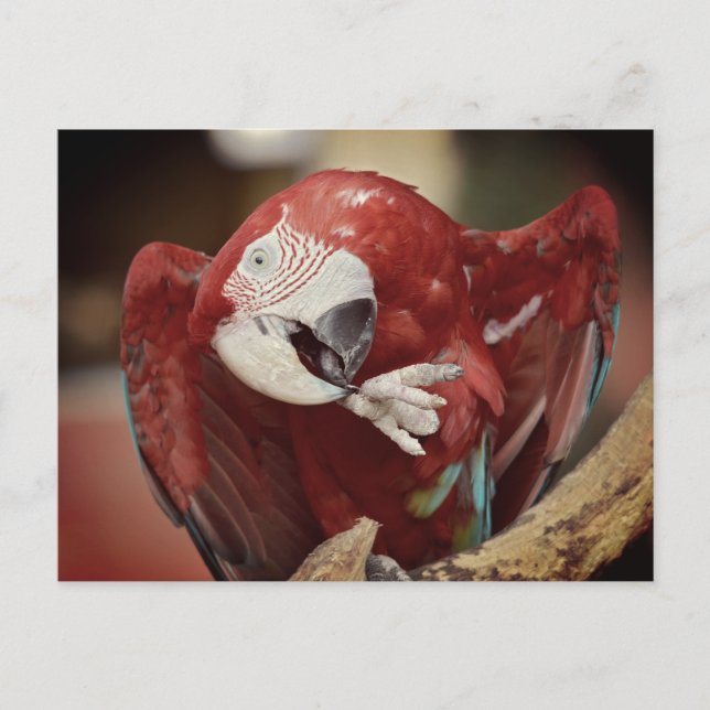 Carte Postale Portrait macaw chloroptera (Devant)