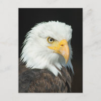 Portrait Majestic Bald Eagle