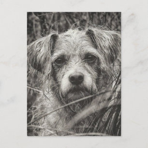 Carte Postale Portrait noir et blanc mignon et chiot photo