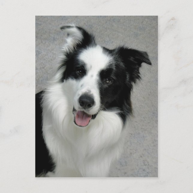 Carte Postale Portrait photo Collie Bordure (Devant)