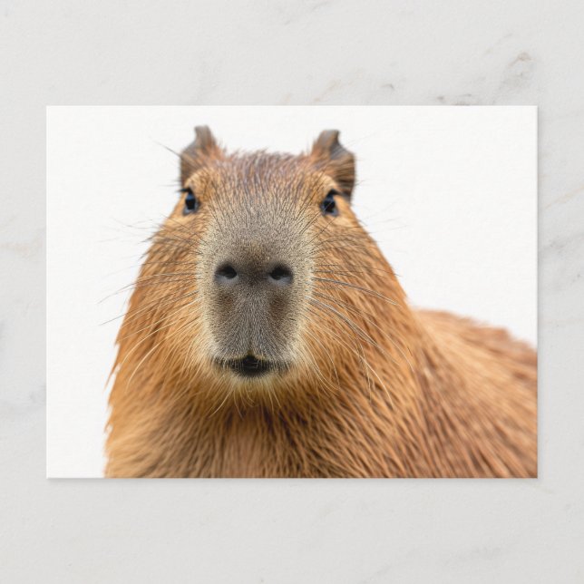 Carte Postale Portrait rapproché d'un capybara (Devant)