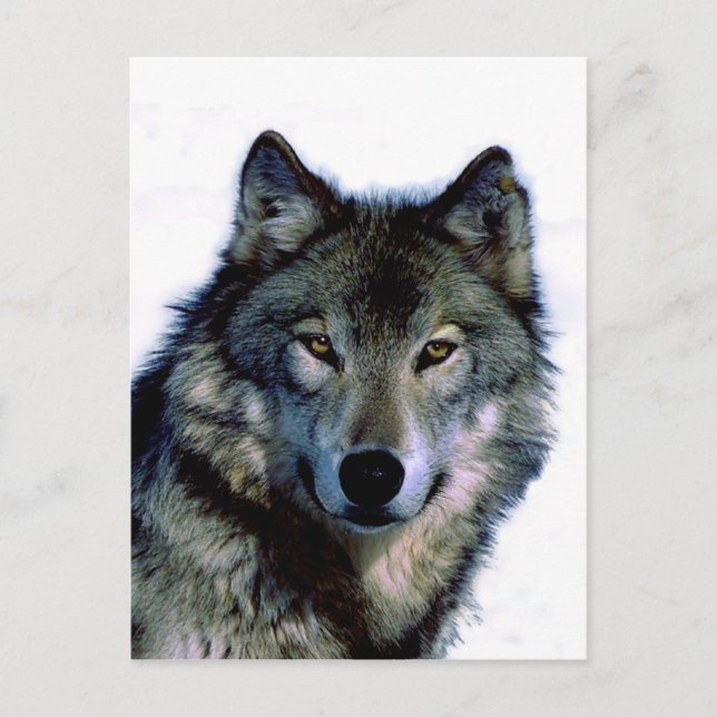 Carte Postale Portrait Wolf (Devant)