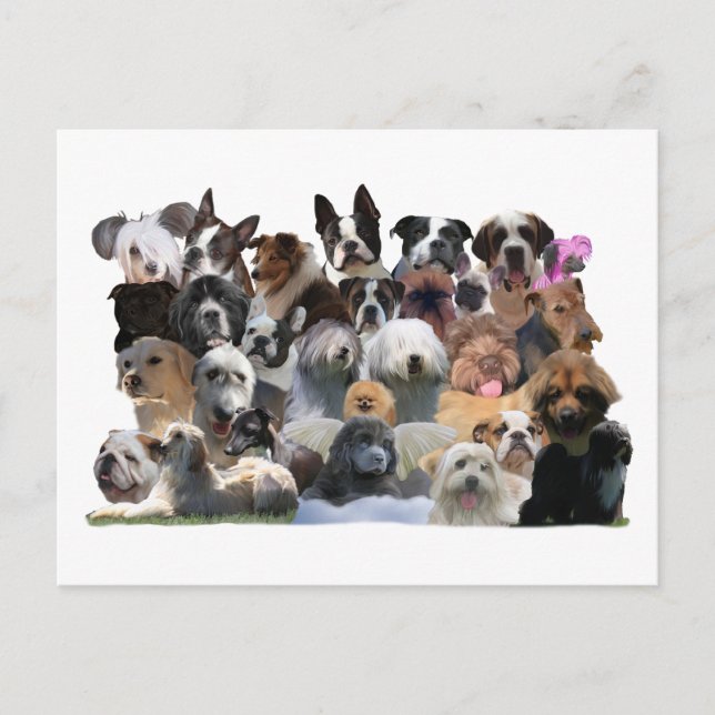 Carte Postale Portraits de chiens (Devant)